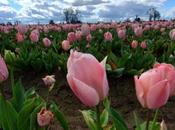 WoodenShoe Tulip Farm Woodburn, Oregon