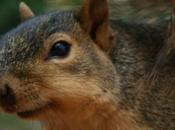 Squirrel Gets Stuck Sticky Situation