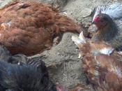 Lesson Quotable Chicks