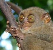 Featured Animal: Tarsier