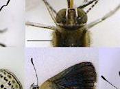 Severe Abnormalities Found Fukushima Butterflies