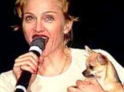 Madonna Tickets Fetch Record $100,000 Help Dogs