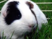 Things Consider Before Buying Guinea