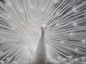 Princely Palace White Peacock