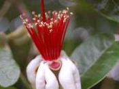 Plant Week: Feijoa Sellowiana