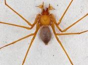 Species Spider Found Oregon Cave: Claws!