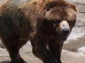 Survived Indoor Plumbing, Wild Children Bears