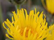 Plant Week: Inula Helenium