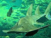 Weirdest-Named Shark Species