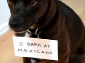 Dogshaming, Best Place Internet Shame Your Naughty