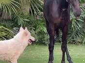 Horses Mustang Famous Owners