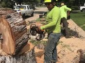 Ways Save Tree Removal