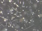 Tracking Carbon From Ocean Surface Dark “Twilight Zone”