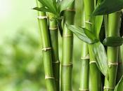 Vanshlochan (bamboo Manna)