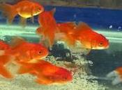 Aquarium 'Katsugyo' Bags Portable Tanks Live Fish Carriage