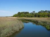 Things Hilton Head (and Only Beach)