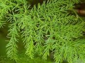 Shatavari (Asparagus Racemosus)