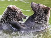 Brown Bears Euthanised Purpose Zoological Parks