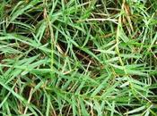 Doob Grass, Durva Grass Ayurvedic Properties Medicinal Usage