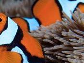 Metamorphosis: Fascinating Secrets Clownfish Earn Their Stripes