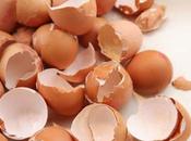 Compost Eggshells? (And Cooked Eggshells?)