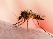 Mosquitoes This Summer with These Tips Will Succeed