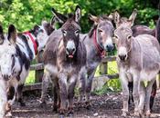 Donkeys Rise Pakistan