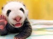 Pandas Expressed: Animal Panda Lookalikes
