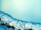 Scientists Discover 'Anternet'