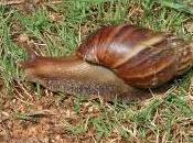 Featured Animal: Giant African Land Snail