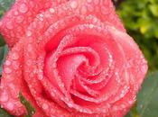 Raindrops Roses