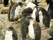 Featured Animal: Rockhopper Penguin