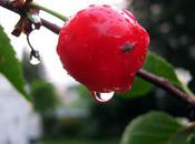 Very Vibrant Cherry