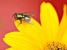 Manage Pests Naturally