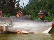 Welsh Fisherman Captures Giant Catfish