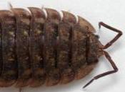 Featured Animal: Woodlouse