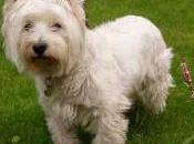 Featured Animal: West Highland Terrier
