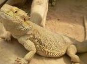 Featured Animal: Bearded Dragon