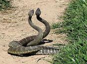 Rattlesnake Wrestling