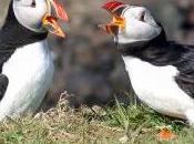 Featured Animal: Puffin