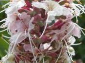 Plant Week: Aesculus Californica
