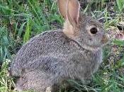 Featured Animal: Rabbit