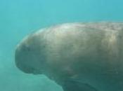 Featured Animal: Dugong