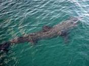 Featured Animal: Basking Shark