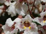 Plant Week: Catalpa Erubescens ‘Purpurea’