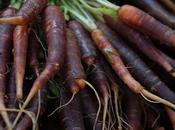 Carrots Used Purple Before 17th Century