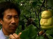 Buddha-Shaped Pears
