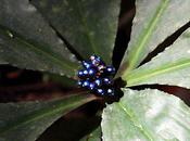 Berry Shiny, It's Irresistible