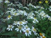 Plant Moment: Aster Umbellatus