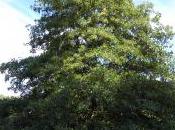 Plant Week: Quercus Coccinea